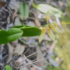 Bulbophyllum longiflorum Orchidaceae Indigène La Réunion 546-1.jpeg